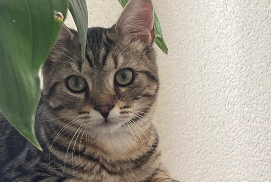 Alerta de Desaparición Gato Macho , 1 años St Blaise Suiza