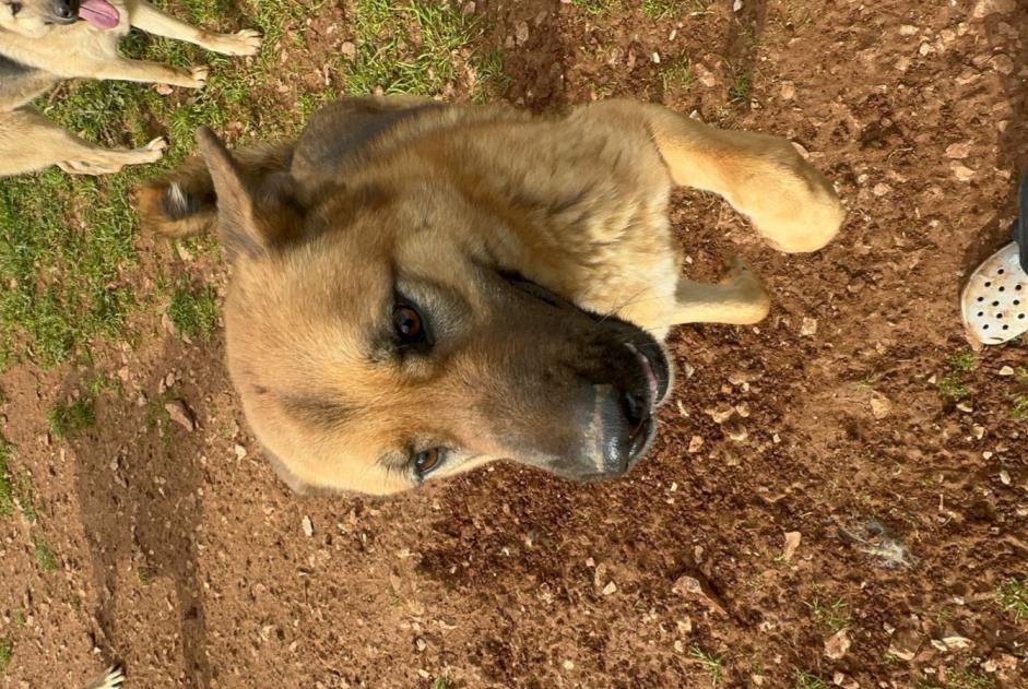 Alerta de Desaparición Perro cruce Hembra , 3 años Montlouis-sur-Loire Francia