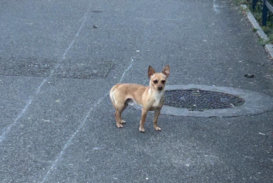 Alerta de Hallazgo Perro  Macho Vénissieux Francia