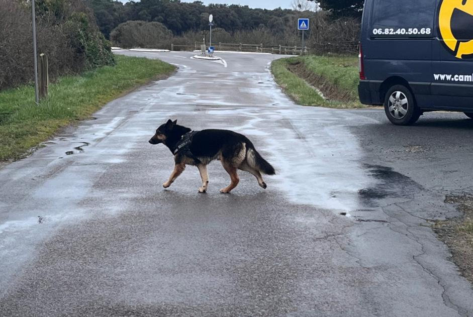 Alerta de Hallazgo Perro  Desconocido Les Sables-d'Olonne Francia