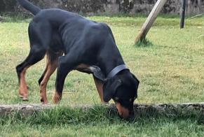 Alerta de Hallazgo Perro Macho Lure Francia