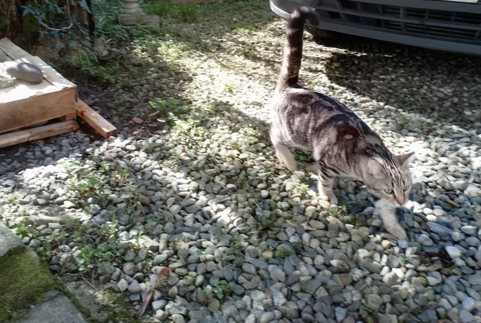 Alerta de Hallazgo Gato Desconocido Pau Francia