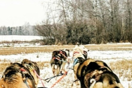 Alerta de Hallazgo Perro cruce Macho Inzinzac-Lochrist Francia