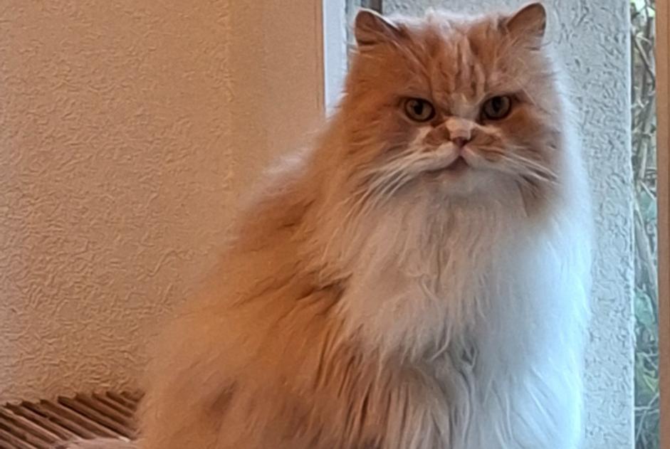 Alerta de Desaparición Gato  Macho , 15 años Montreux Suiza