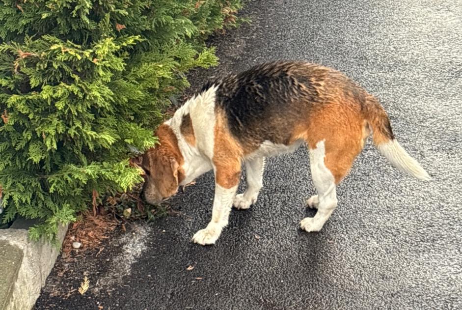 Alerta de Hallazgo Perro  Macho Lyon Francia