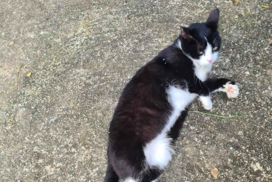 Alerta de Hallazgo Gato Desconocido Croutelle Francia