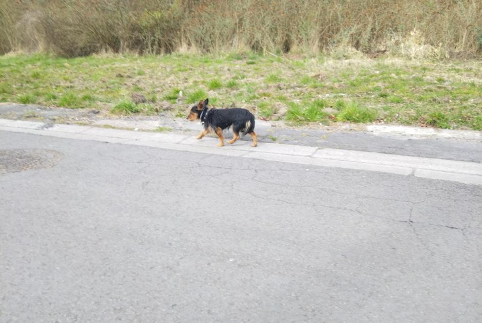 Alerta de Hallazgo Perro Macho Escautpont Francia