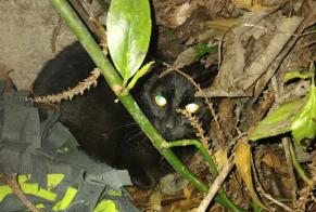 Alerta de Hallazgo Gato  Desconocido Gray Francia