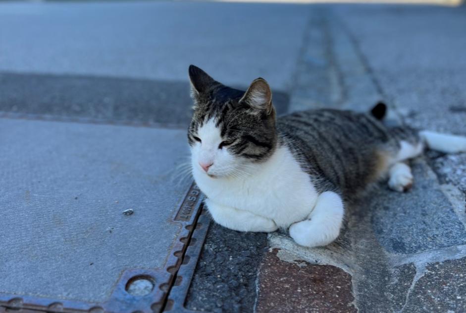 Alerte Disparition Chat croisement Mâle , 4 ans Crans-Montana Suisse