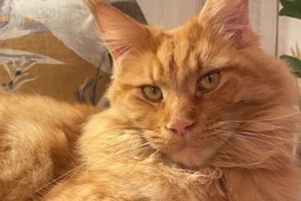 Alerte Disparition Chat  Mâle , 5 ans La Frette-sur-Seine France