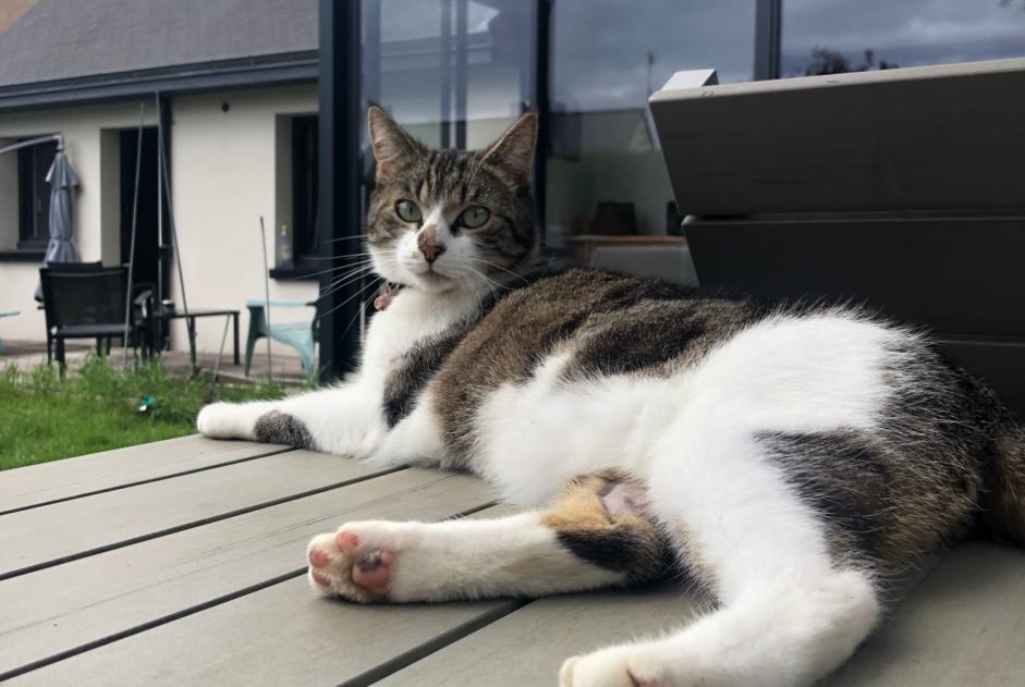 Alerte Disparition Chat Mâle , 3 ans Châteaugiron France