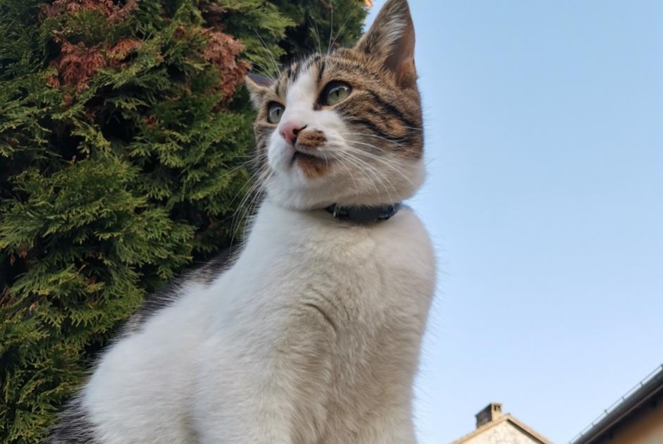 Alerte Disparition Chat Mâle , 4 ans La Rippe Suisse