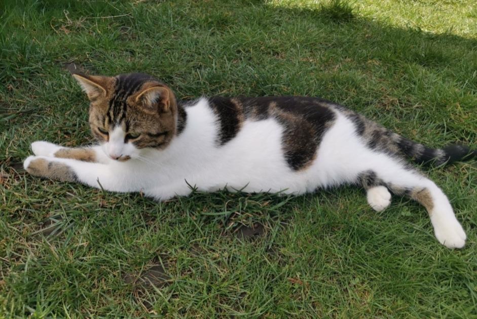 Alerte Disparition Chat Mâle , 4 ans La Rippe Suisse