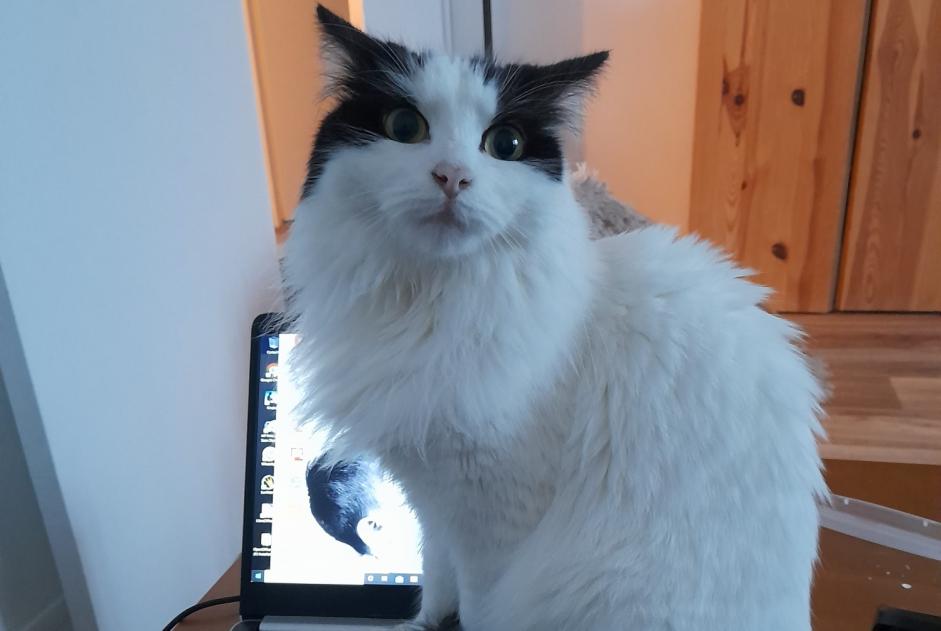 Alerte Disparition Chat croisement Femelle , 5 ans Maisoncelles-en-Brie France