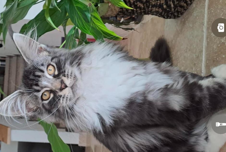 Alerte Disparition Chat  Mâle , 1 ans Alixan France