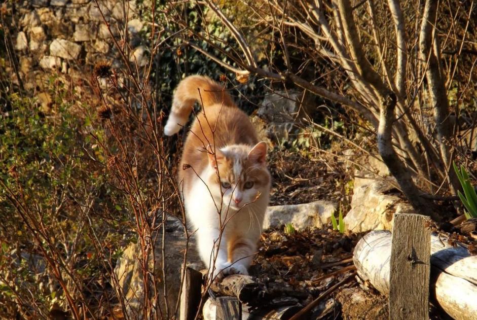 Alerte Disparition Chat Mâle , 3 ans Valence France