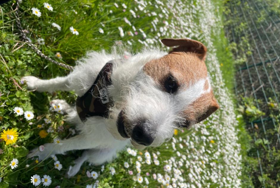 Alerte Disparition Chien  Mâle , 8 ans Noisiel France