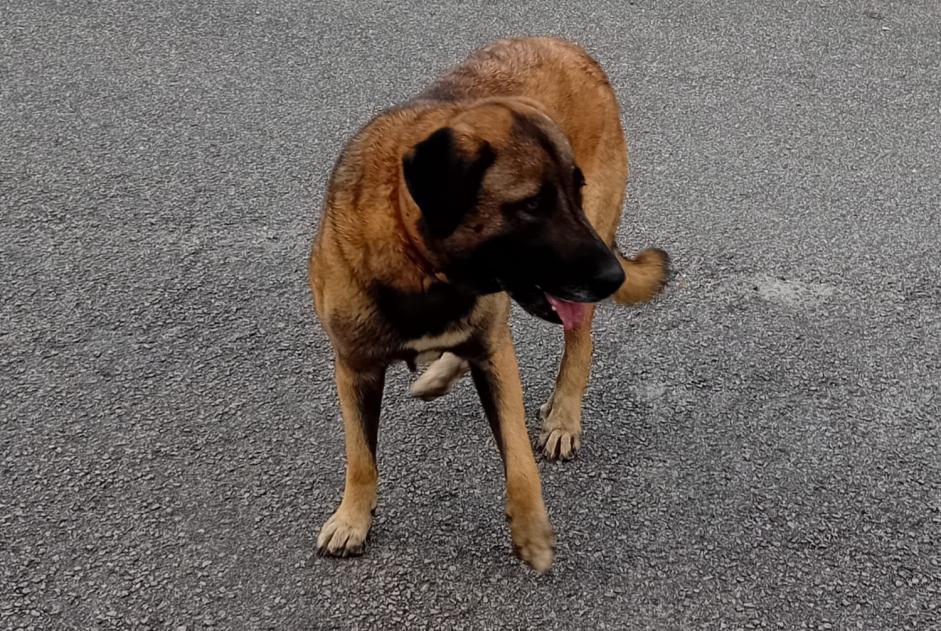 Alerte Découverte Chien Femelle Arganil Portugal