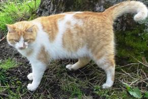 Alerte Disparition Chat  Mâle , 4 ans Saint-Priest-la-Marche France