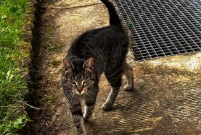 Alerte Découverte Chat  Femelle Pluvigner France