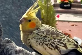 Alerte Découverte Oiseau Inconnu Le Blanc-Mesnil France