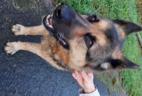 Alerte Découverte Chien  Mâle Lanvaudan France