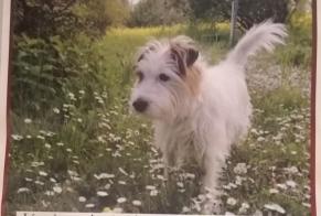 Alerte Disparition Chien  Mâle , 9 ans Chêne-Bourg Suisse