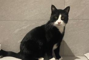 Alerte Disparition Chat Mâle , 7 ans Sion Suisse