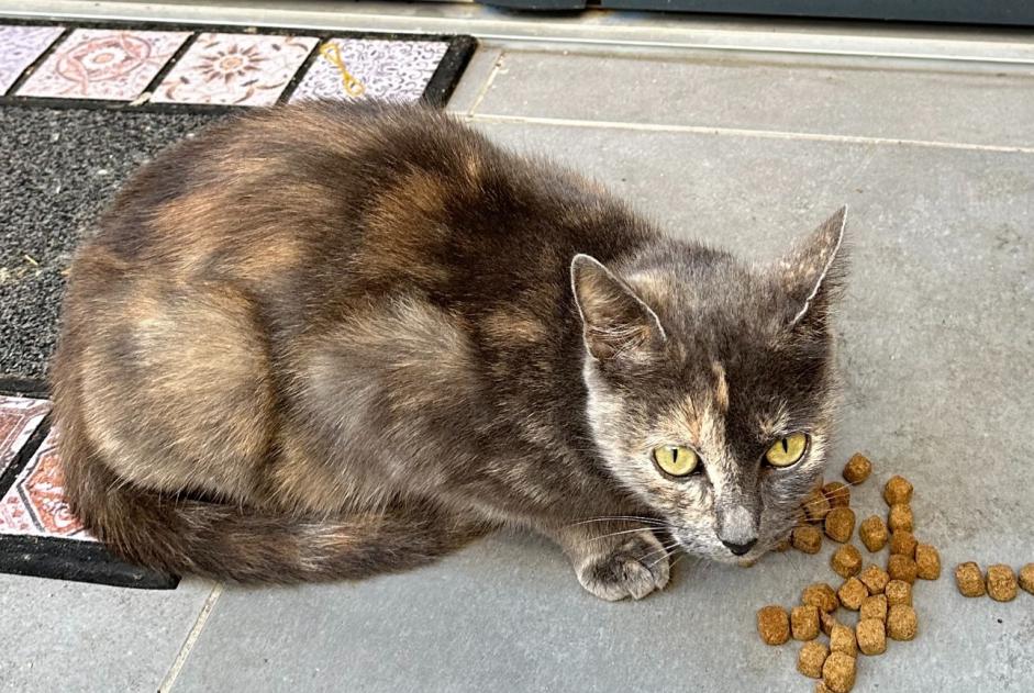 Alerte Découverte Chat croisement Femelle Maisons-Alfort France