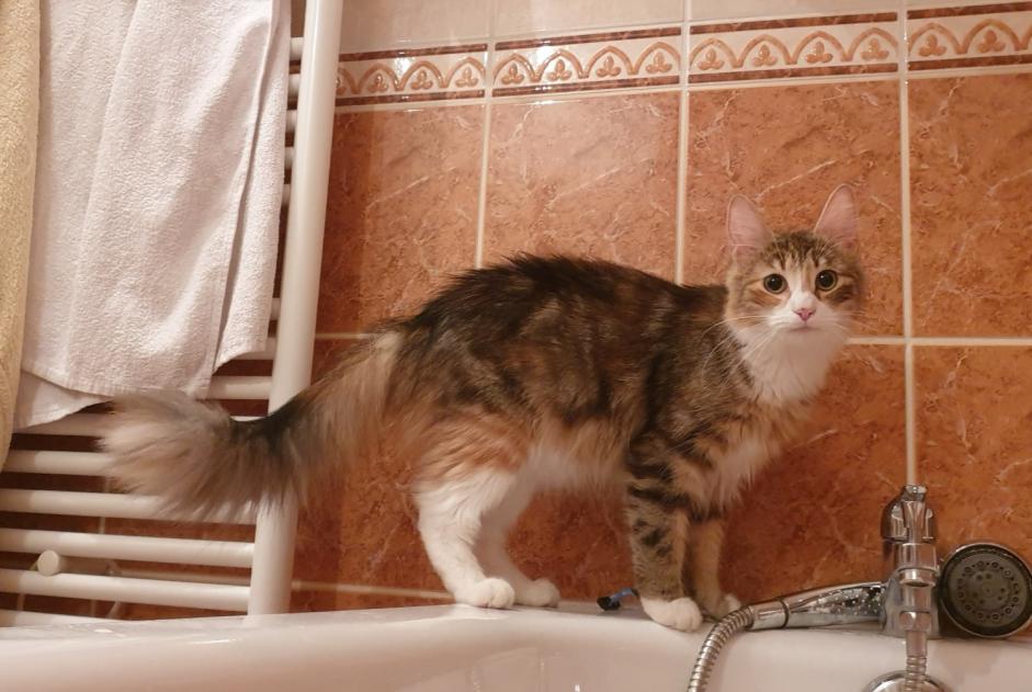 Alerte Disparition Chat  Femelle , 5 ans Grigny France