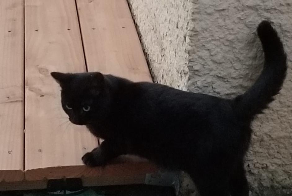 Alerte Découverte Chat Inconnu Loriol-sur-Drôme France