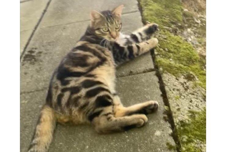 Alerte Disparition Chat Mâle , 1 ans Lausanne Suisse