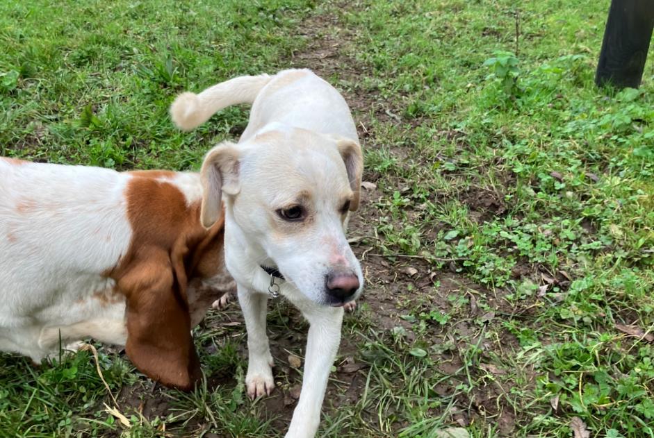 Alerte Découverte Chien croisement Mâle Dirinon France