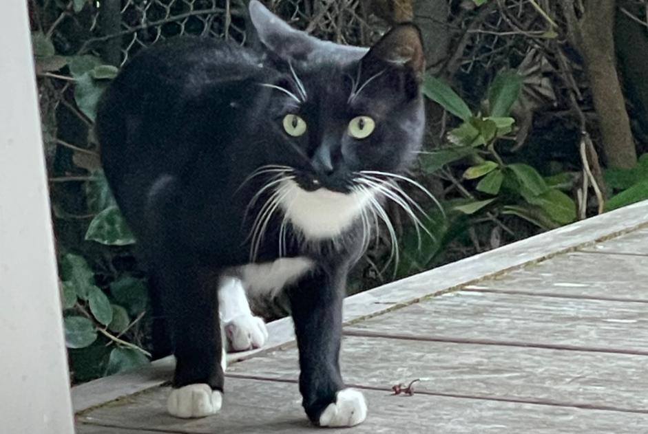 Alerte Découverte Chat Inconnu Arcachon France