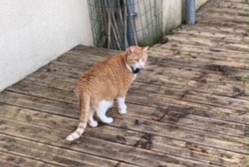 Alerte Disparition Chat  Mâle , 4 ans Vernouillet France