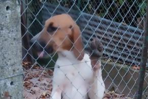 Alerte Découverte Chien  Mâle Usson-du-Poitou France