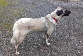 Alerte Découverte Chien croisement Mâle Lahontan France