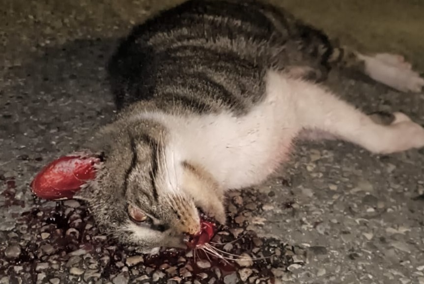 Alerte Découverte Chat croisement Inconnu Carpentras France