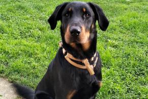 Alerte Découverte Chien Mâle Boncourt France