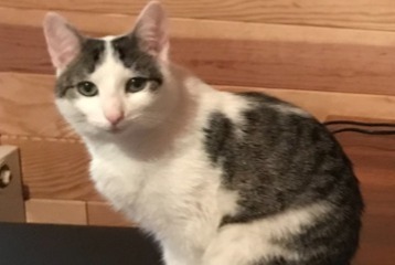 Alerte Disparition Chat croisement Femelle , 1 ans Lesperon France