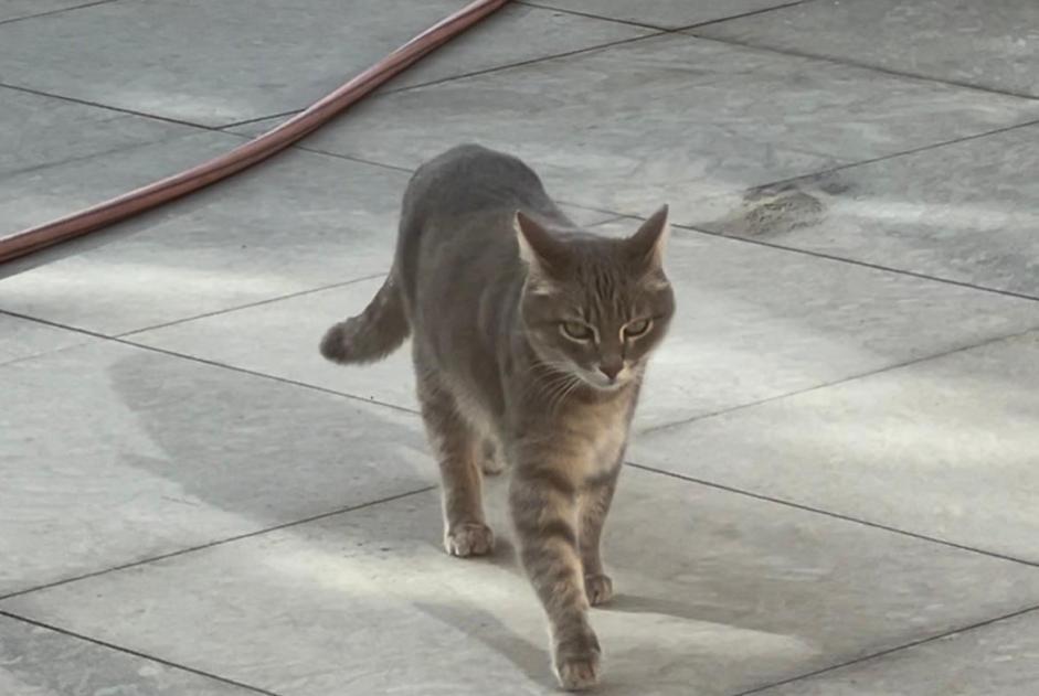 Alerte Disparition Chat Mâle , 2 ans Cogolin France