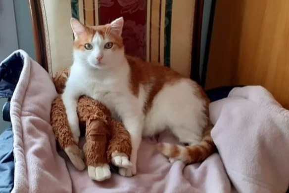 Alerte Disparition Chat croisement Mâle , 11 ans Saint-Laurent-sur-Mer France