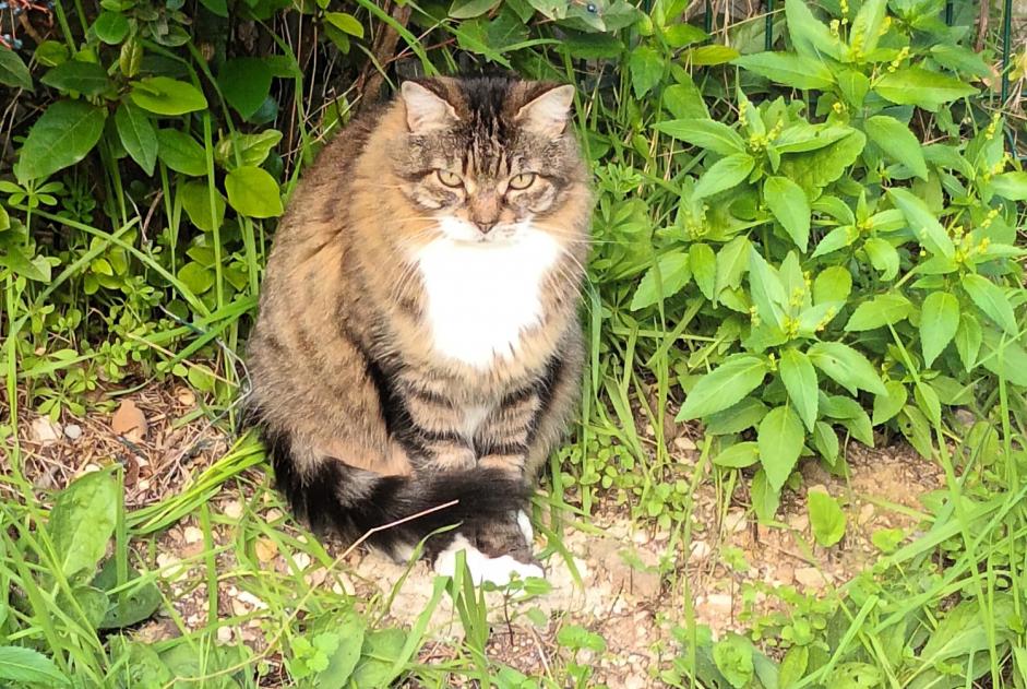 Alerte Découverte Chat Inconnu Marseille France