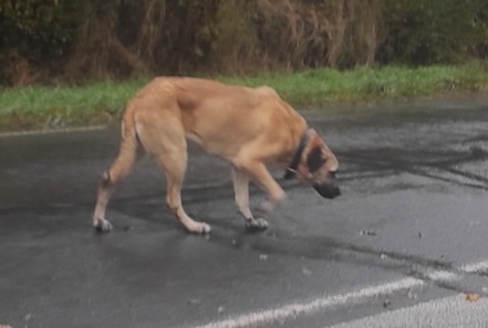 Alerte Découverte Chien  Inconnu Saint-Georges-sur-Loire France