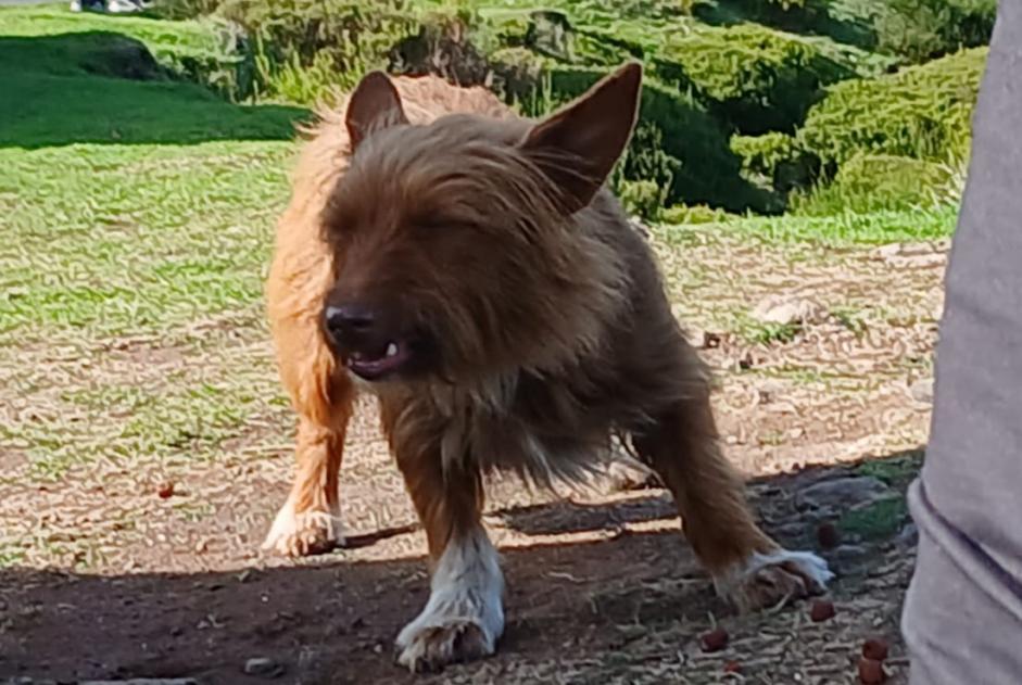 Alerte Découverte Chien croisement Femelle , 2 ans Estreito da Calheta Portugal