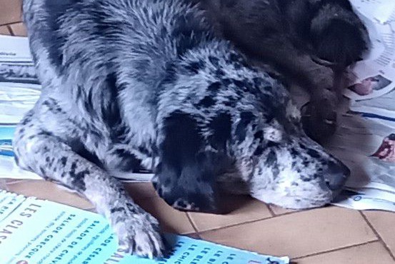 Alerte Disparition Chien croisement Mâle , 14 ans Guidel France