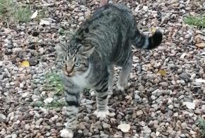 Alerte Découverte Chat croisement Inconnu Octon France