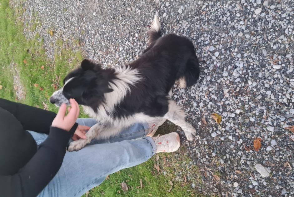 Alerte Découverte Chien  Mâle , 2 ans Saint-Paul-de-Fenouillet France