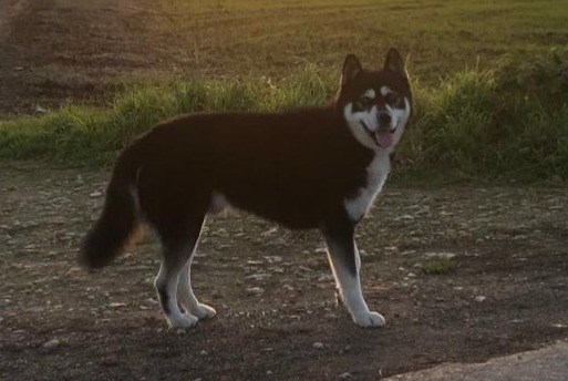 Alerte Découverte Chien croisement Mâle Montjean France