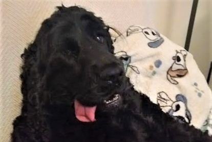 Alerte Disparition Chien  Mâle , 5 ans Seysses France